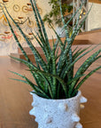 Snake Plant サンスベリア ファーンウッド