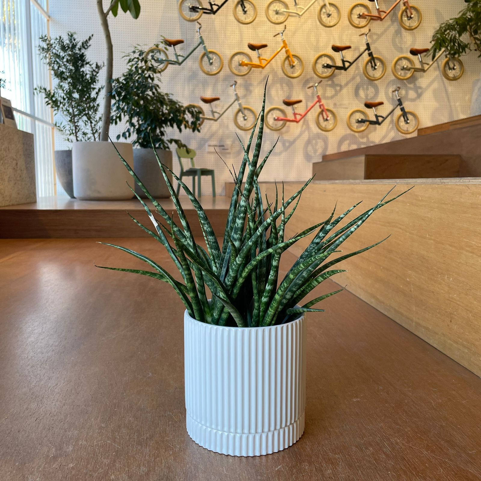 Snake Plant サンスベリア ファーンウッド