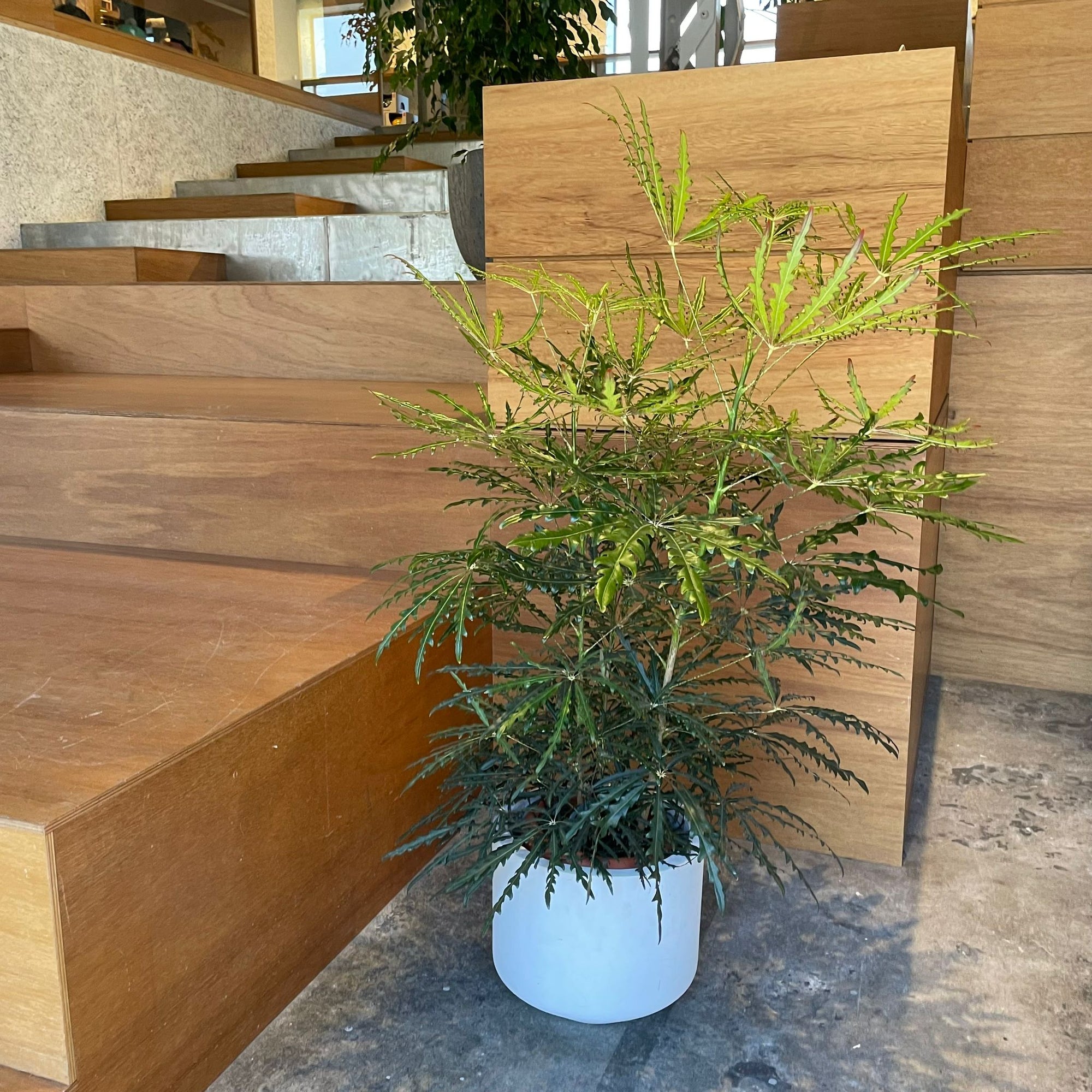 Schefflera elegantissima アラレヤ
