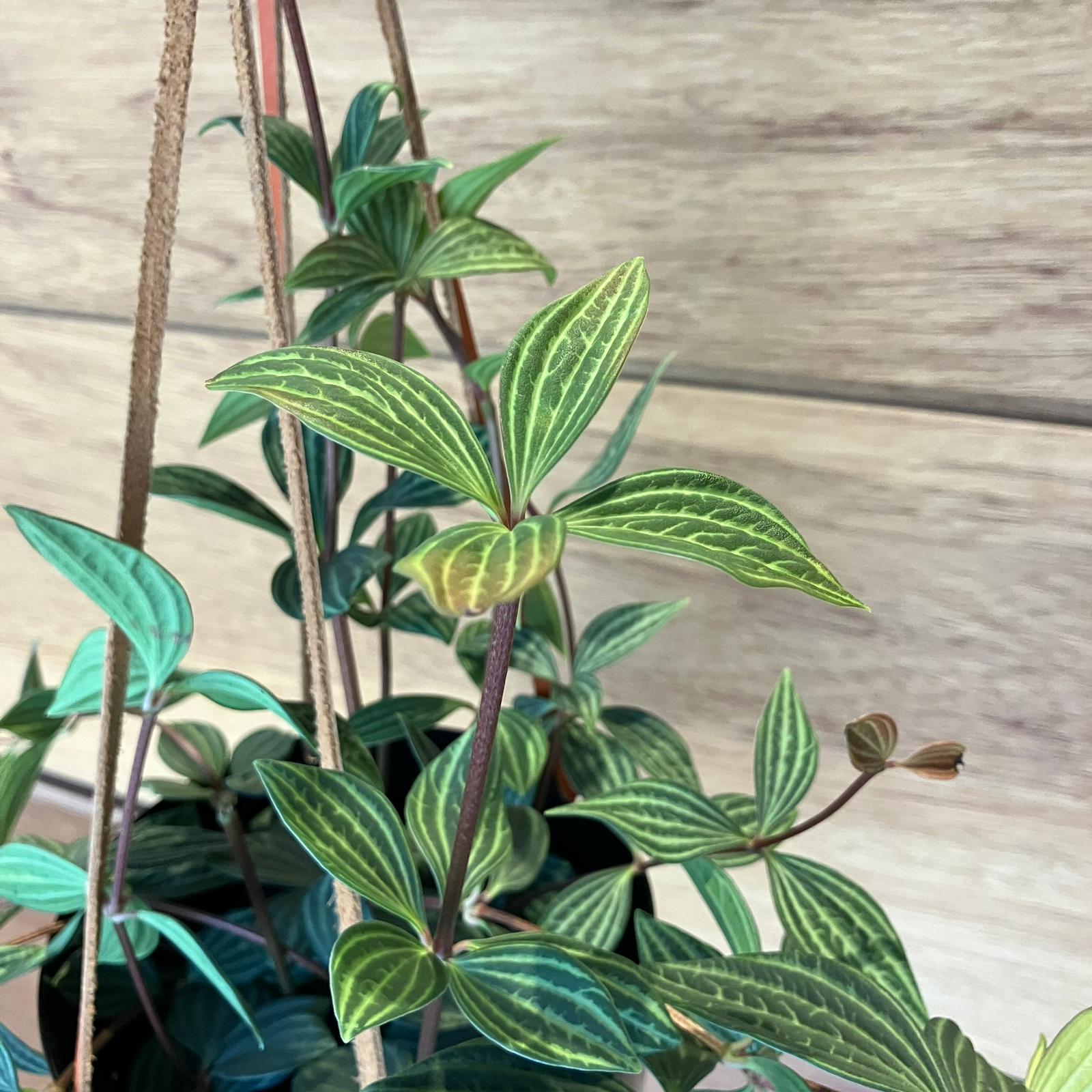 Peperomia pteolata ペペロミア プテオラータ