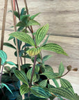 Peperomia pteolata ペペロミア プテオラータ