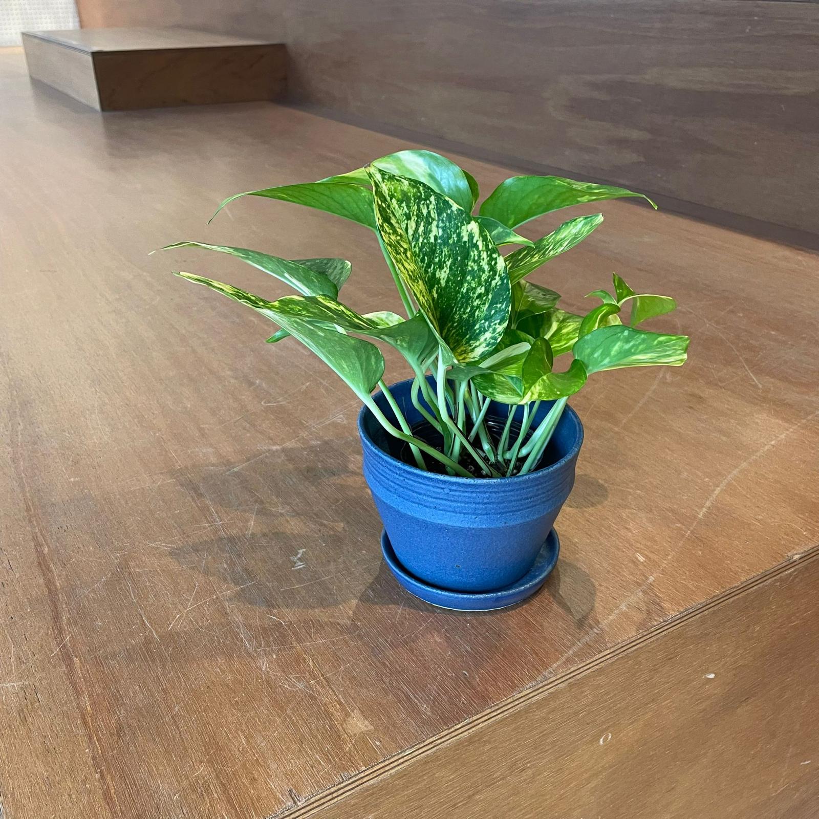 Pothos Devil's Ivy ポトス デビルズアイビー