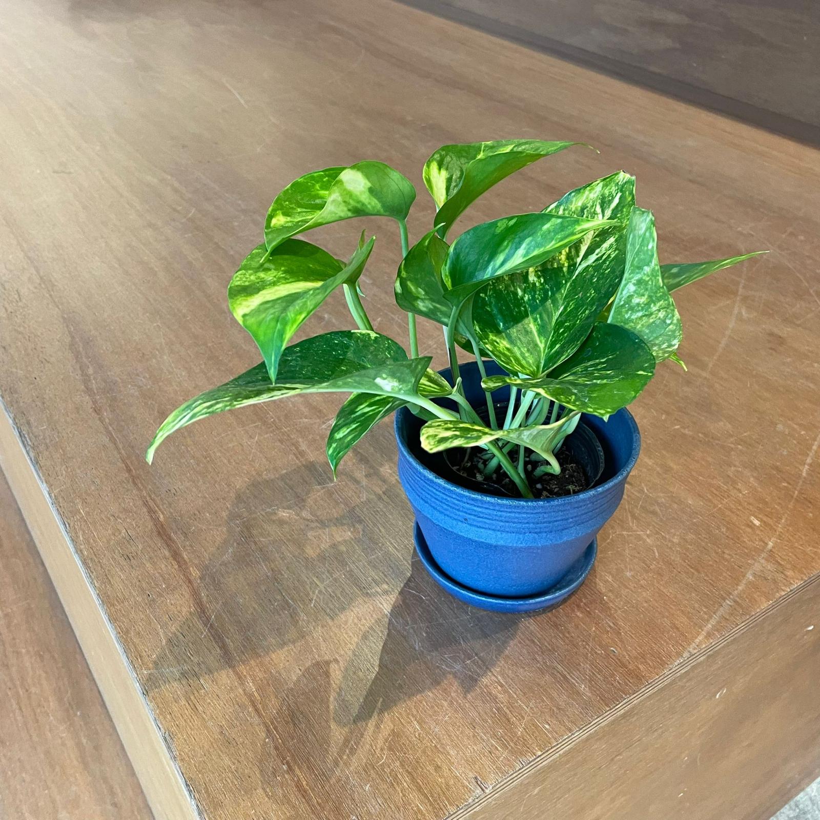 Pothos Devil's Ivy ポトス デビルズアイビー