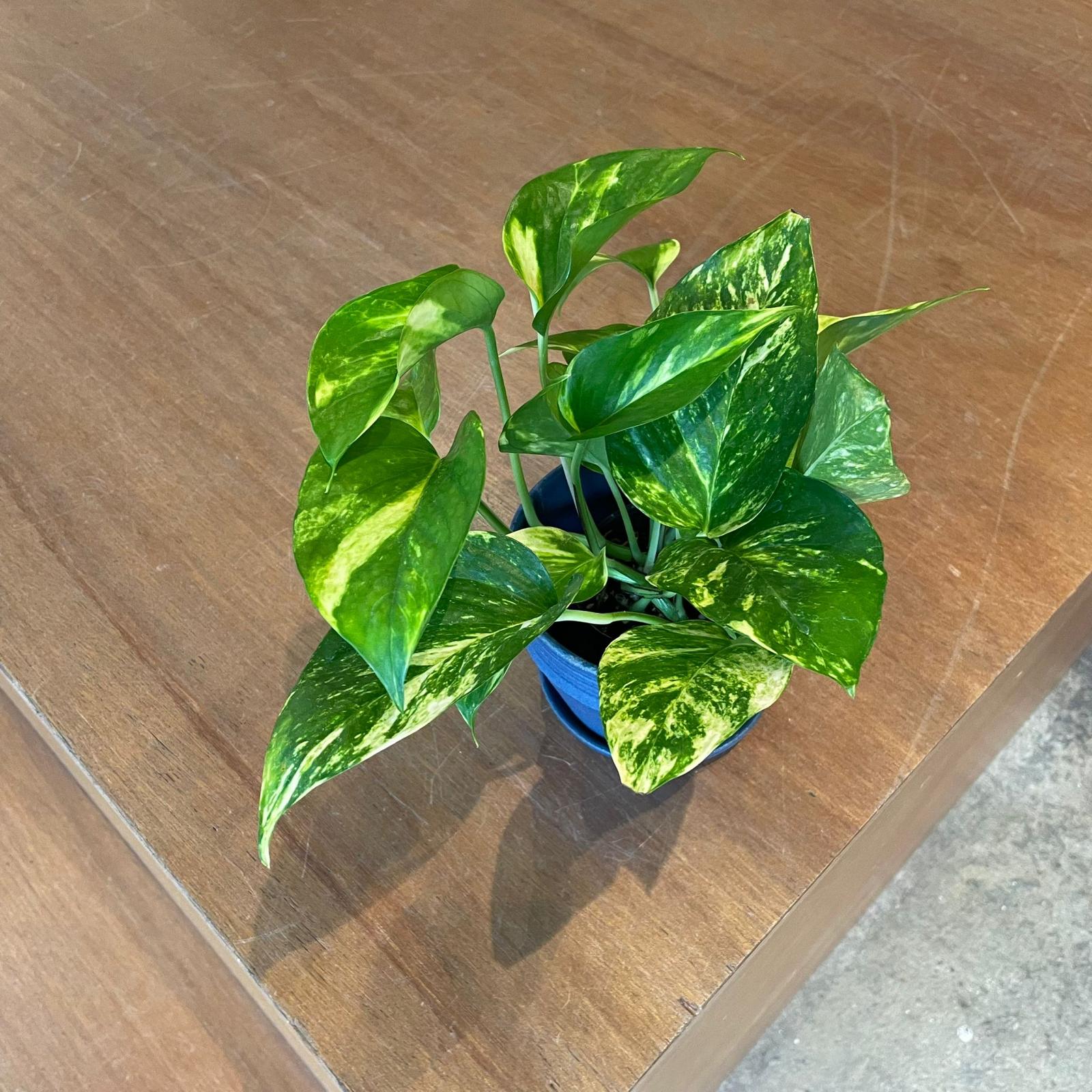 Pothos Devil's Ivy ポトス デビルズアイビー