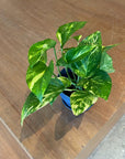 Pothos Devil's Ivy ポトス デビルズアイビー