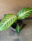 Xanthosoma 'Lindenii' キサントソーマ リンデニー
