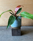 Philodendron "Sun Red" フィロデンドロン サンレッド Size 3