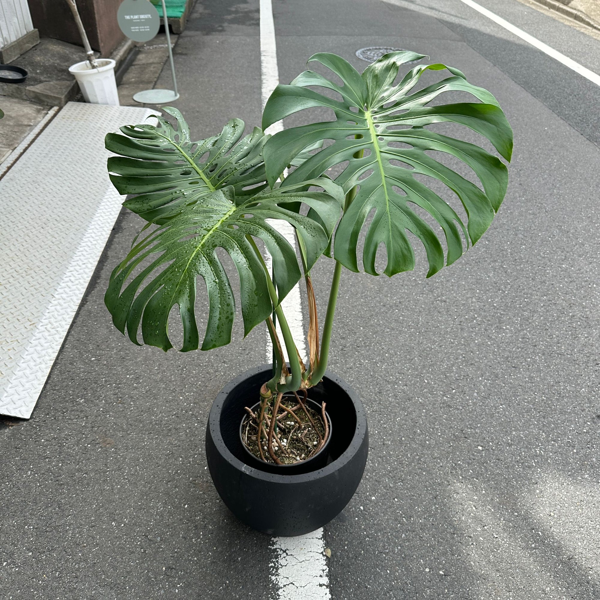Fruit Salad Plant (Monstera deliciosa)  モンステラ デリシオーサ