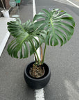 Fruit Salad Plant (Monstera deliciosa)  モンステラ デリシオーサ