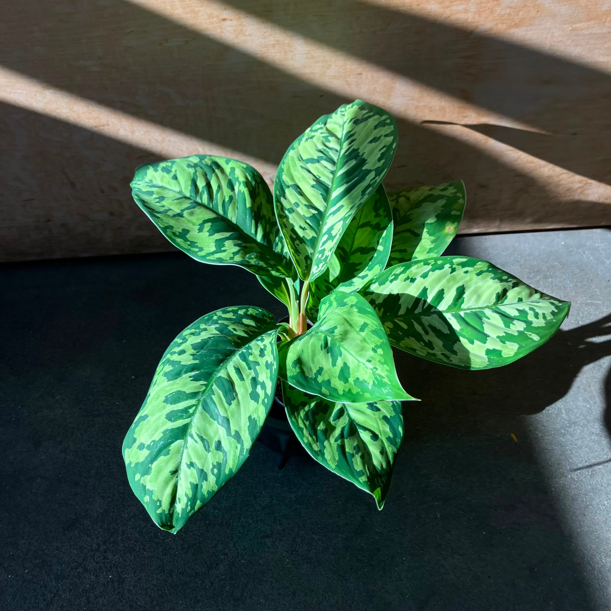 Homalomena 'Camouflage' ホマロメナ カモフラージュ