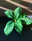 Homalomena 'Camouflage' ホマロメナ カモフラージュ