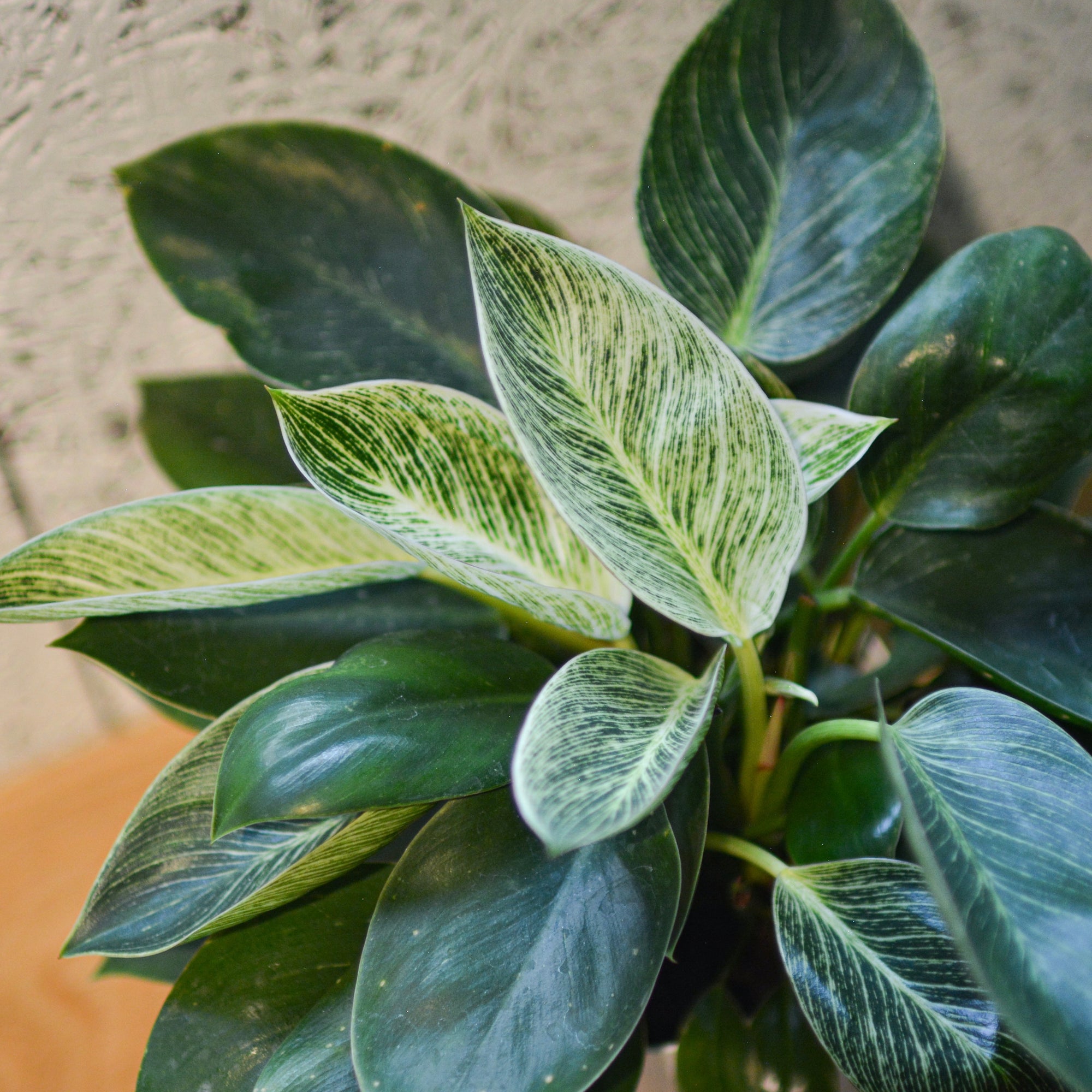 Philodendron 'Birkin' フィロデンドロン バーキン