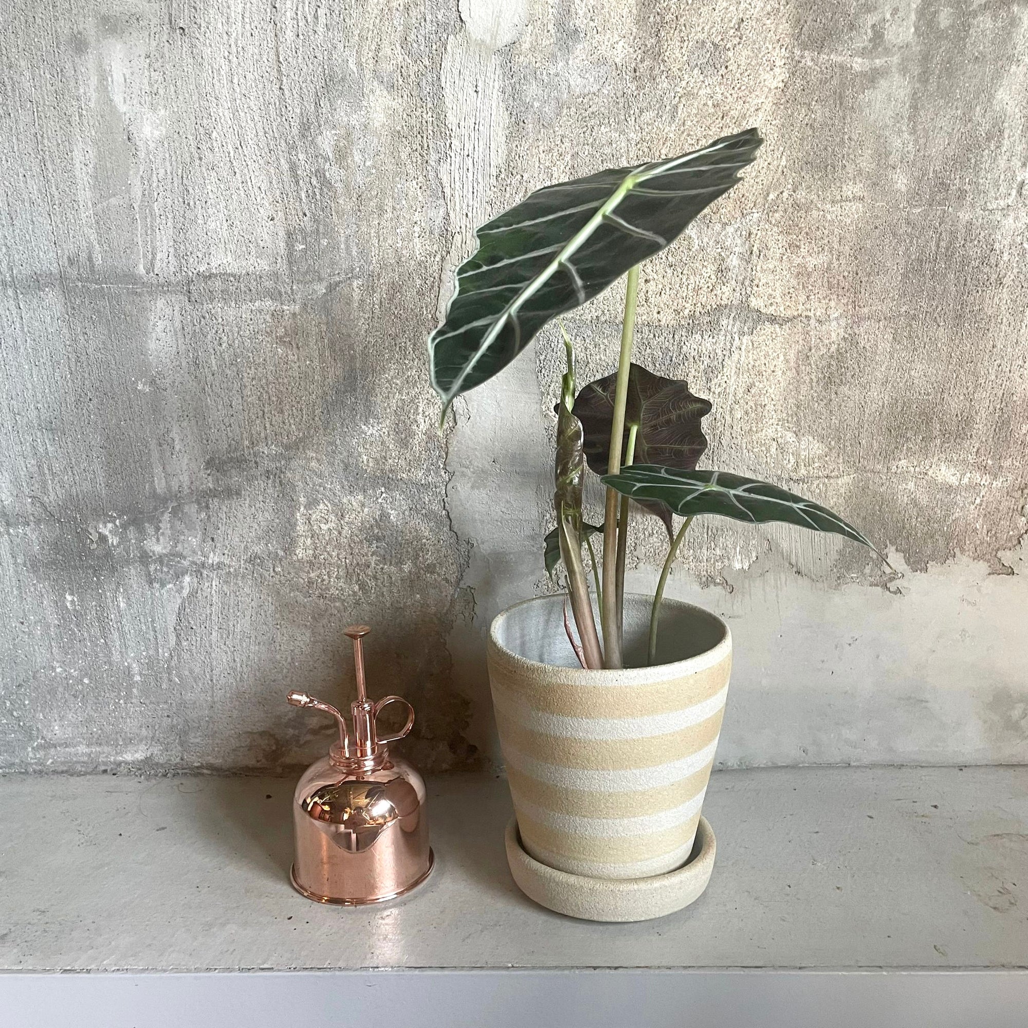 Alocasia 'Amazonica Polly' アロカシア アマゾニカ ポリー Size 3