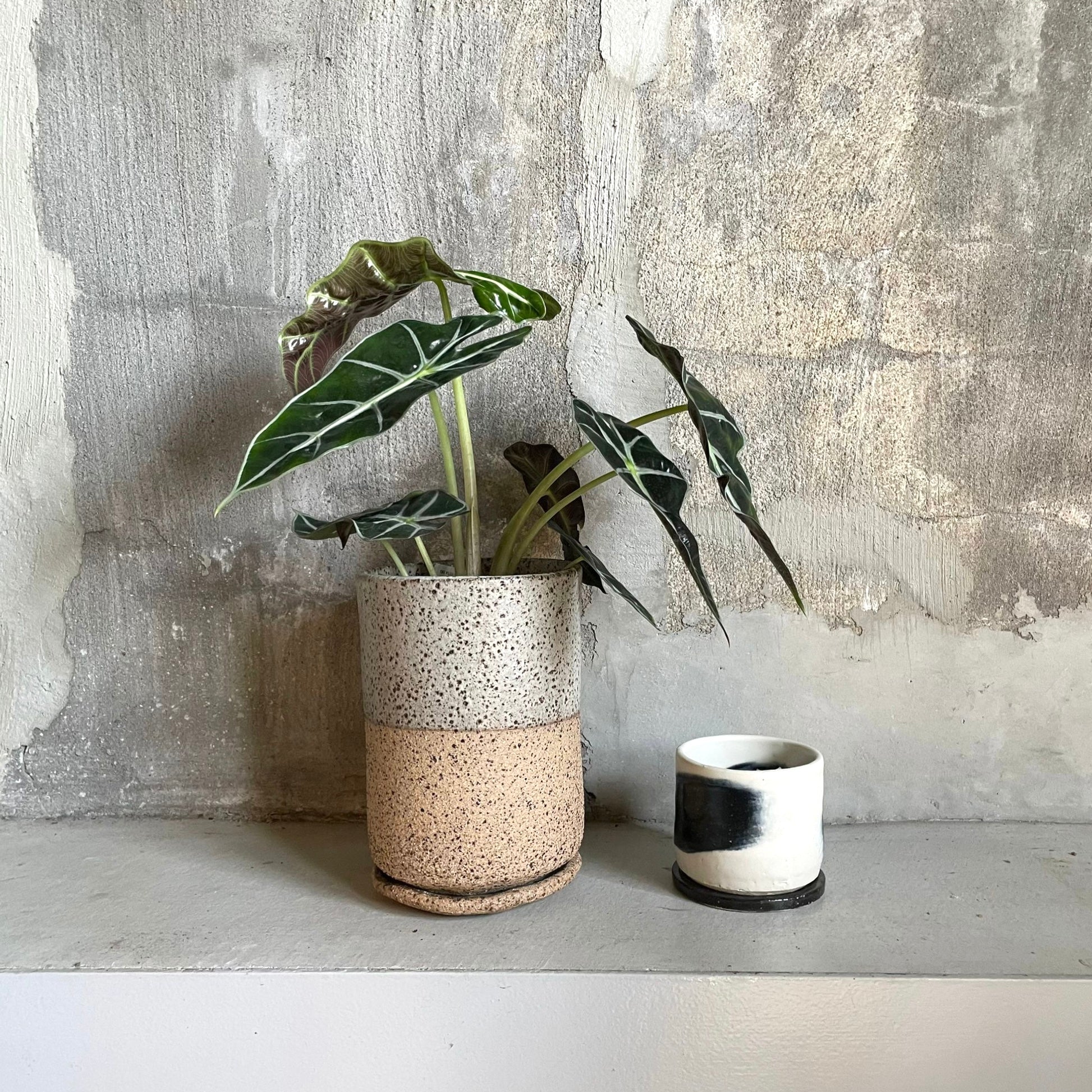 Alocasia 'Amazonica Polly' アロカシア アマゾニカ ポリー Size 3