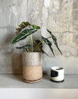 Alocasia 'Amazonica Polly' アロカシア アマゾニカ ポリー Size 3