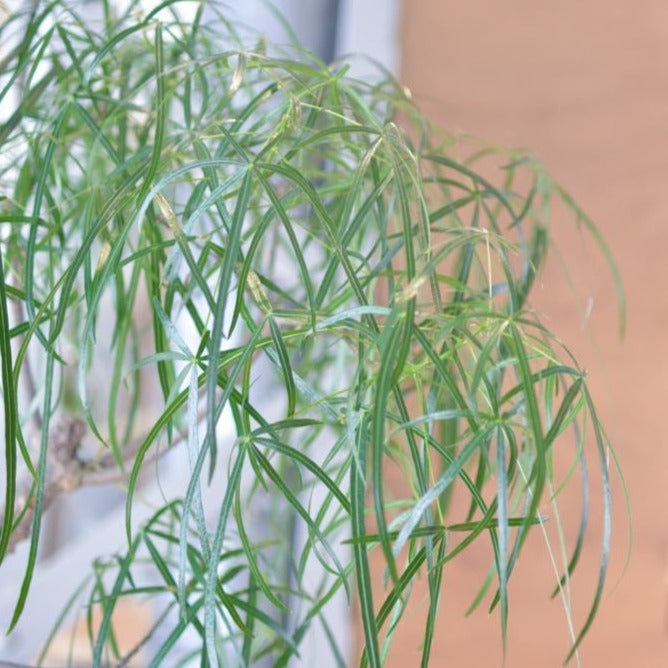 Bottle Tree ボトルツリー (ブラキキトン)　細葉