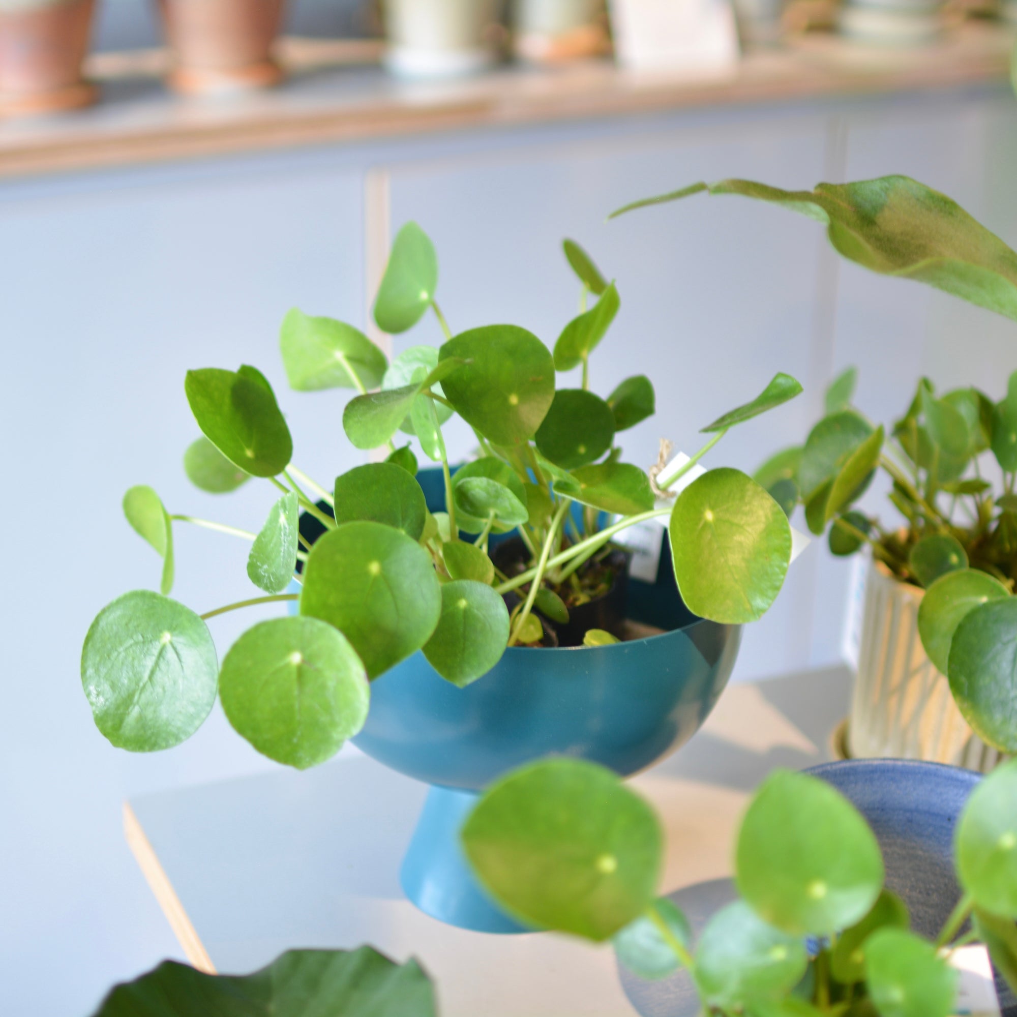 Pilea Peperomioides/Chinese Money Plant ピレア・ペペロミオイデス