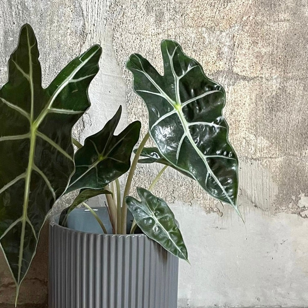 Alocasia 'Amazonica Polly' アロカシア アマゾニカ ポリー Size 3