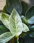 Philodendron 'Birkin' フィロデンドロン バーキン