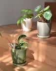 Mio Planter ミオプランター