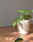 Mio Planter ミオプランター