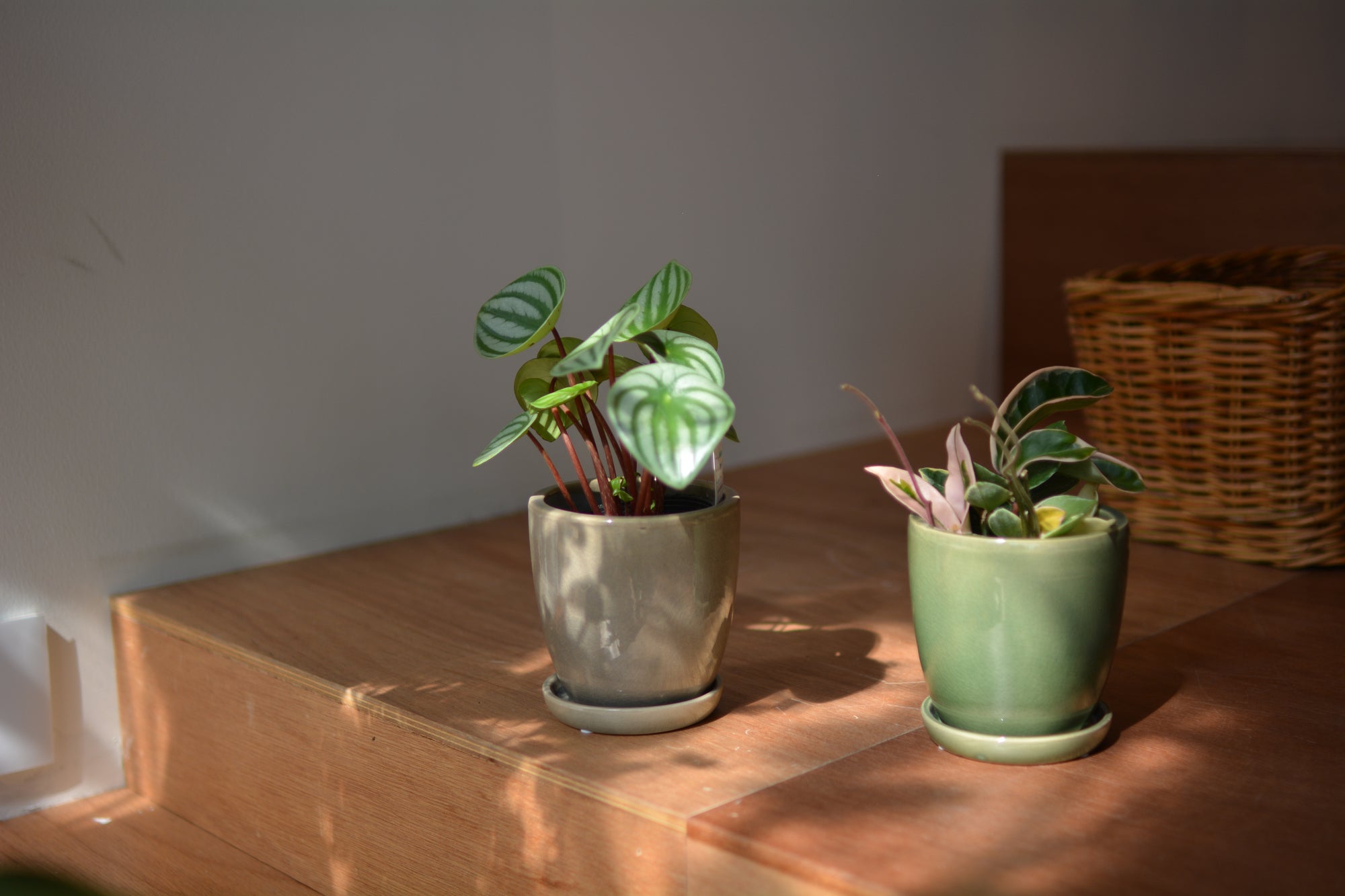 Mio Planter ミオプランター