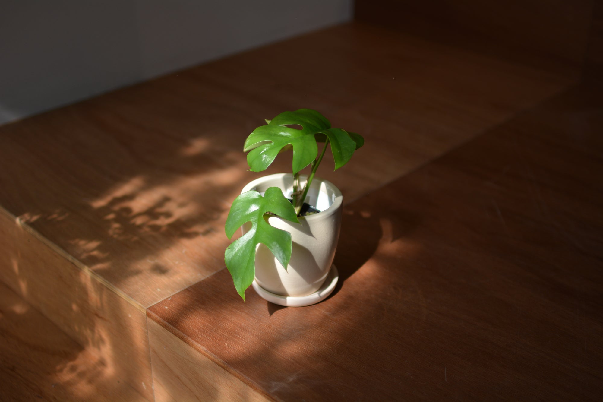 Mio Planter ミオプランター