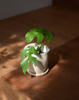 Mio Planter ミオプランター