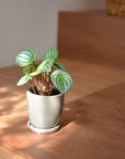 Mio Planter ミオプランター