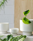 White Collectors Gro Pot  by Angus & Celeste コレクターズグロウポット ホワイト