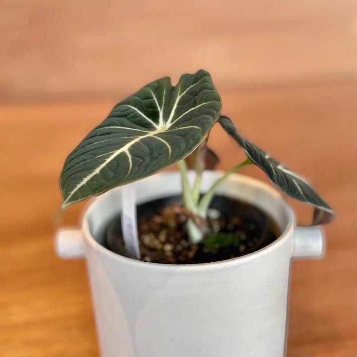 Alocasia 'Black Velvet'  アロカシア ブラックベルベット Size 3