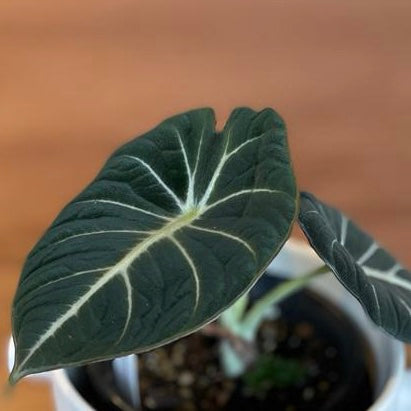 Alocasia 'Black Velvet'  アロカシア ブラックベルベット Size 3