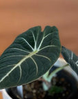 Alocasia 'Black Velvet'  アロカシア ブラックベルベット Size 3