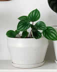 Watermelon Peperomia ウォーターメロンペペロミア（スイカ ペペ）