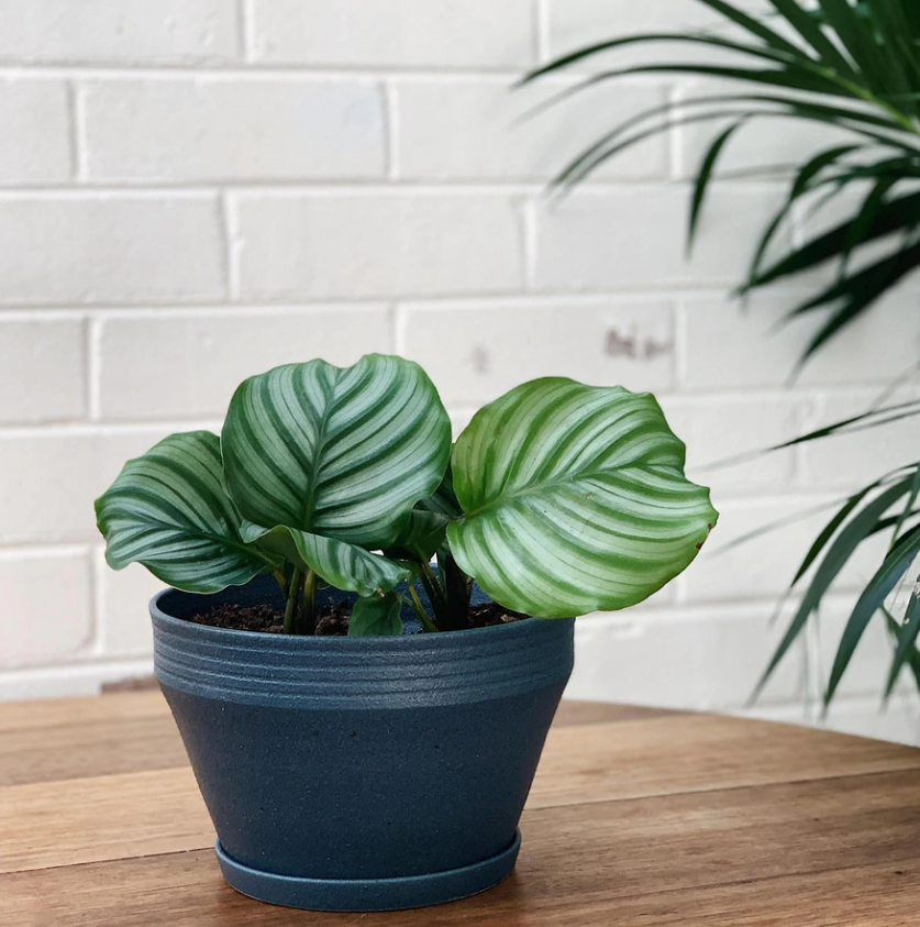 Peacock Plant (Calathea Orbifolia) カラテア オルビフォリア