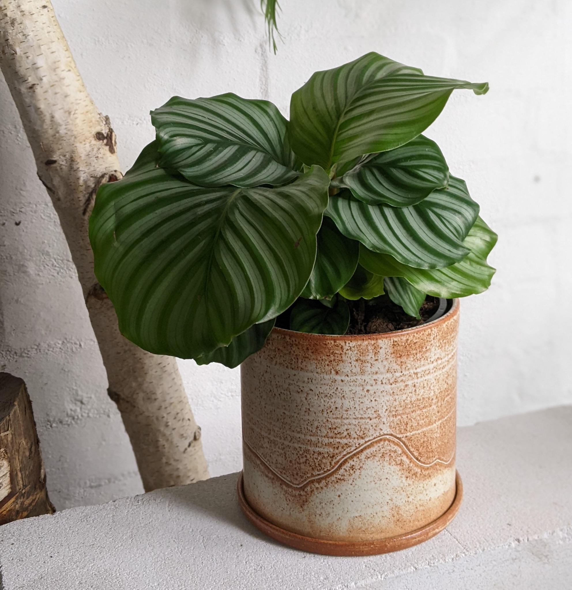 Peacock Plant (Calathea Orbifolia) カラテア オルビフォリア