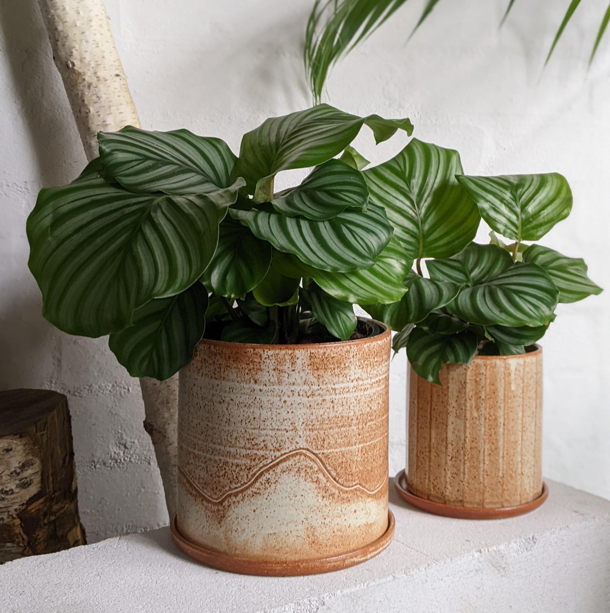 Peacock Plant (Calathea Orbifolia) カラテア オルビフォリア