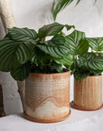 Peacock Plant (Calathea Orbifolia) カラテア オルビフォリア