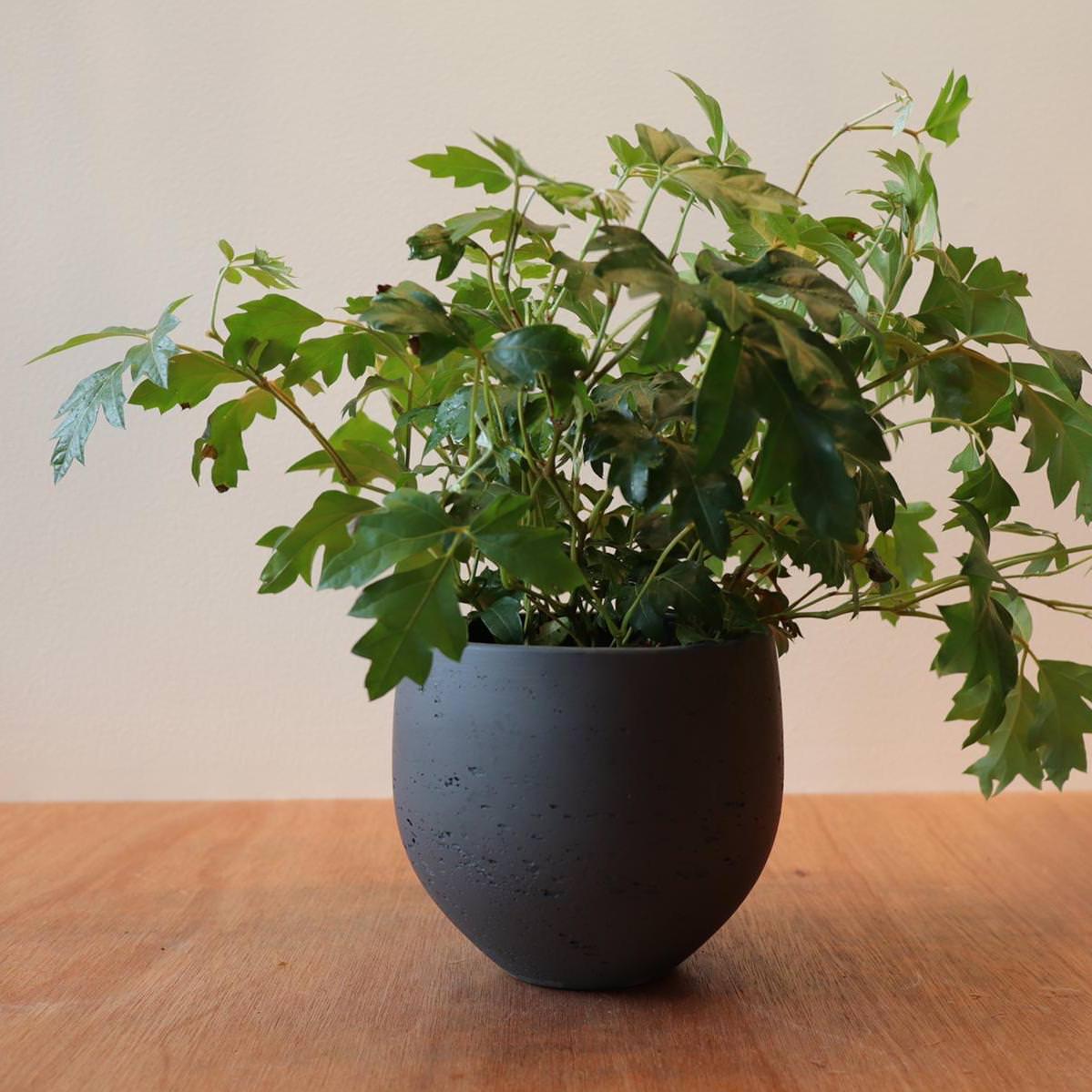 Grape Ivy(Cissus 'Ellen Danica') シッサス・エレンダニカ