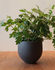 Grape Ivy(Cissus 'Ellen Danica') シッサス・エレンダニカ