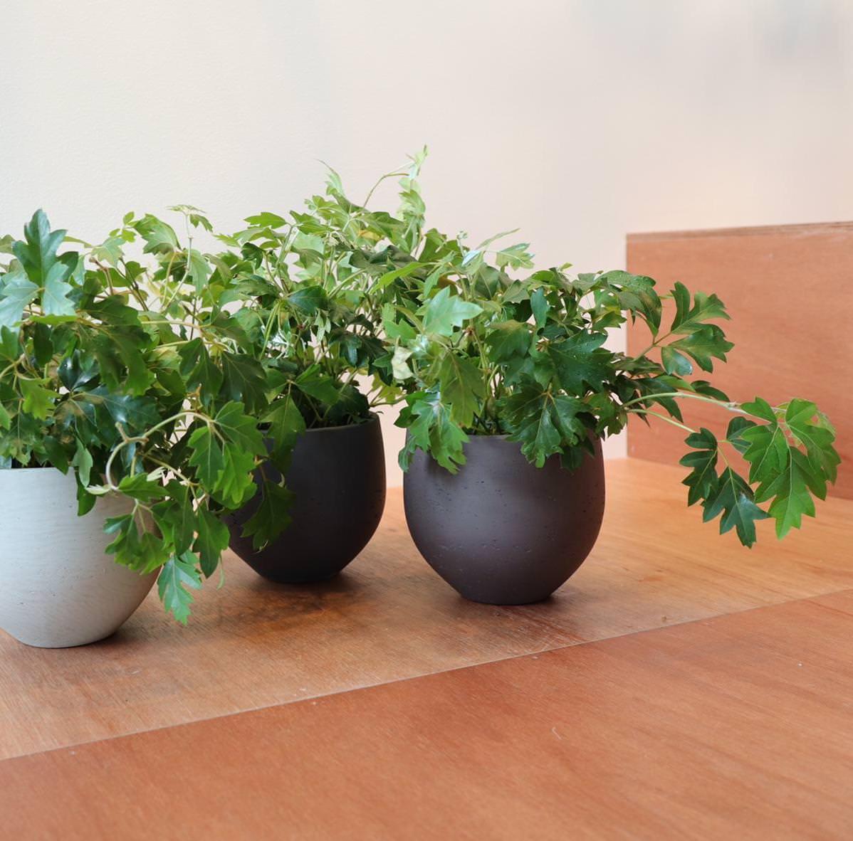 Grape Ivy(Cissus 'Ellen Danica') シッサス・エレンダニカ
