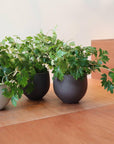 Grape Ivy(Cissus 'Ellen Danica') シッサス・エレンダニカ