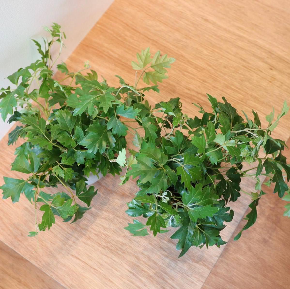 Grape Ivy(Cissus 'Ellen Danica') シッサス・エレンダニカ
