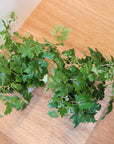 Grape Ivy(Cissus 'Ellen Danica') シッサス・エレンダニカ