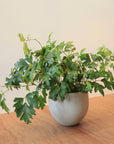 Grape Ivy(Cissus 'Ellen Danica') シッサス・エレンダニカ