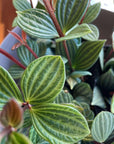Peperomia pteolata ペペロミア プテオラータ