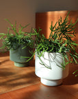Rhipsalis Cassuth リプサリス・カスッサ
