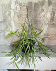 Rhipsalis Ewaldiana リプサリス エワルディアナ