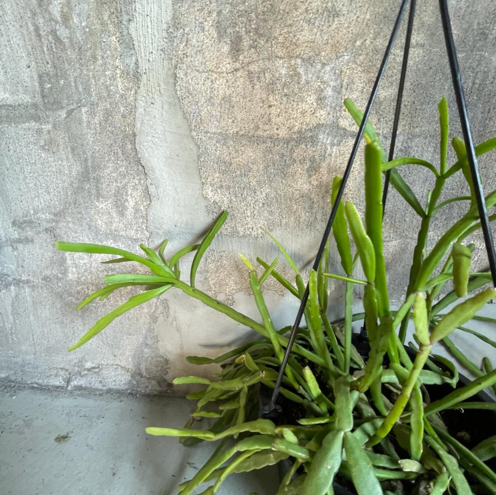 Rhipsalis Ewaldiana リプサリス エワルディアナ