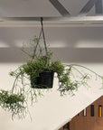 Rhipsalis Prismatica リプサリス プリスマティカ